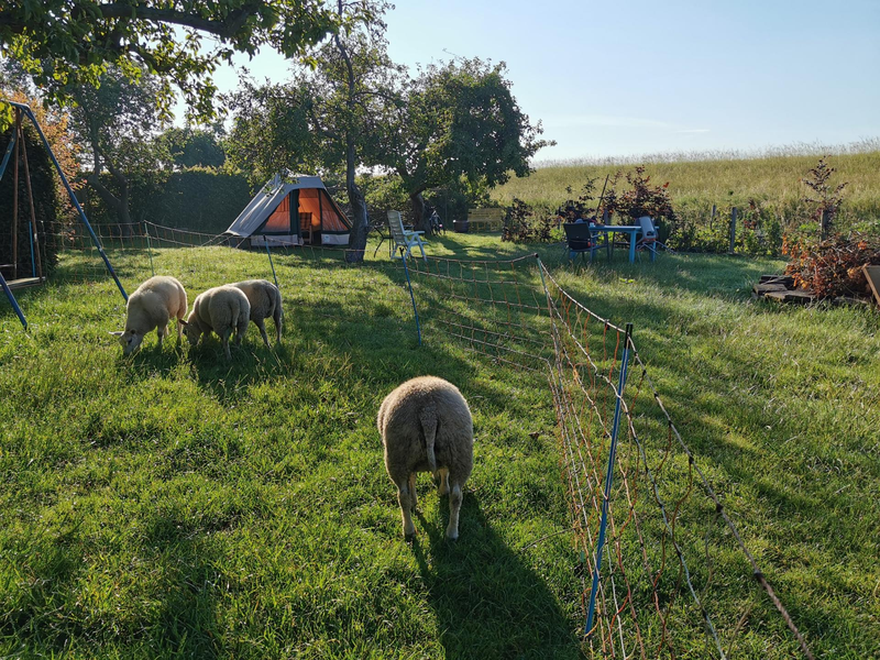 Sleeping among sheep